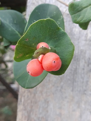 Lonicera caprifolium
