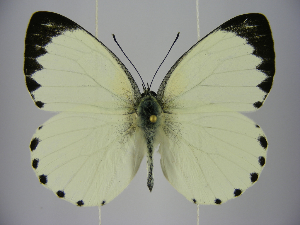 Congo White