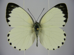 Appias phaola intermedia