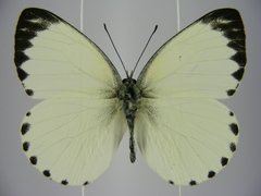 Appias phaola intermedia