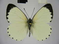 Appias phaola intermedia