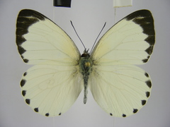 Appias phaola intermedia