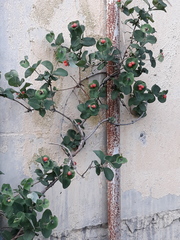 Lonicera caprifolium