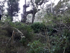 Austroderia splendens