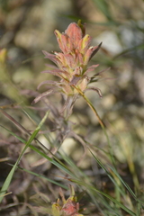 Castilleja elata