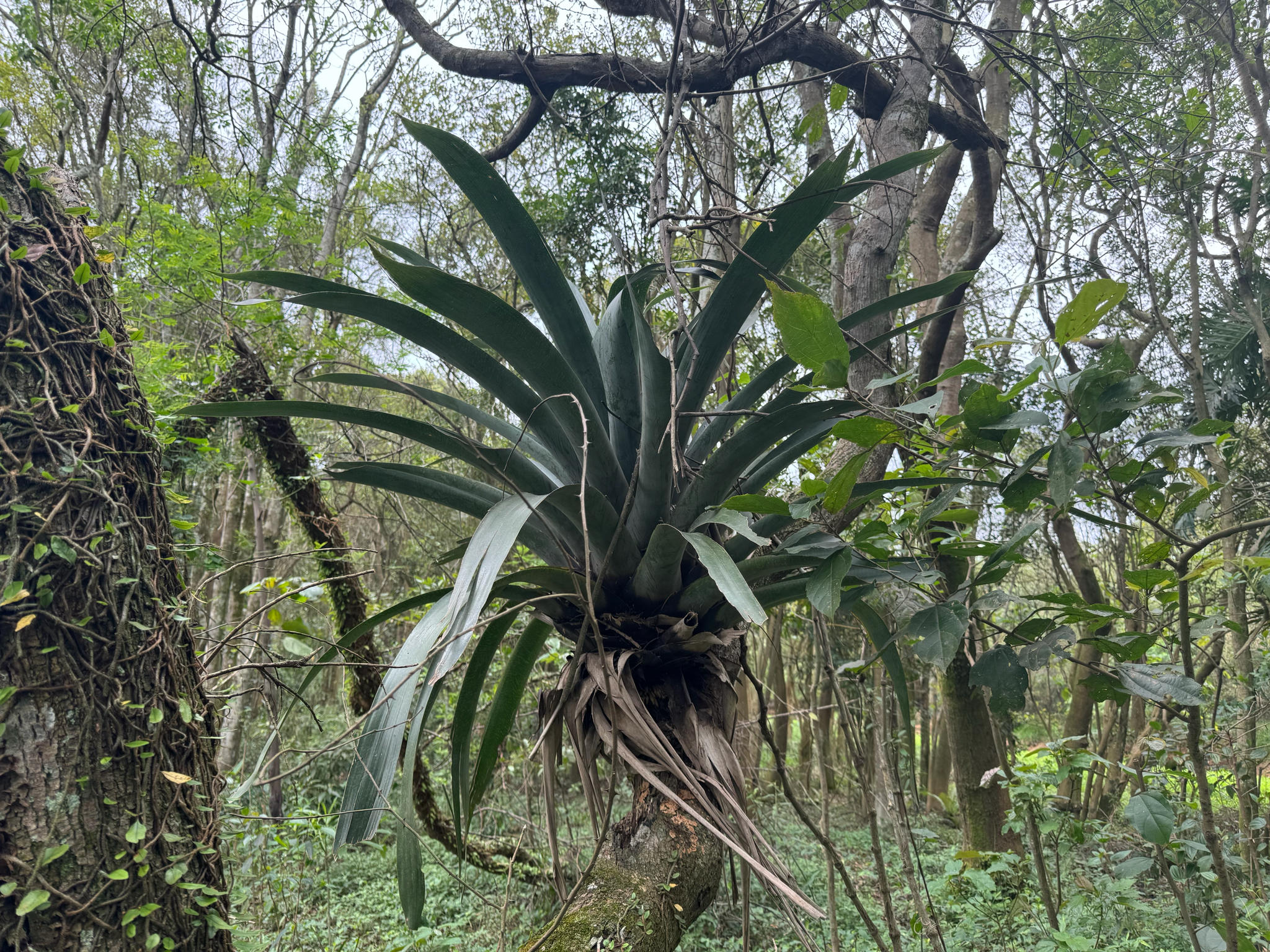 Vriesea gigantea