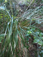 Austroderia splendens