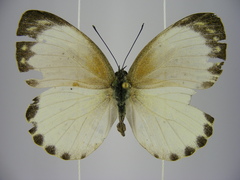 Appias phaola intermedia