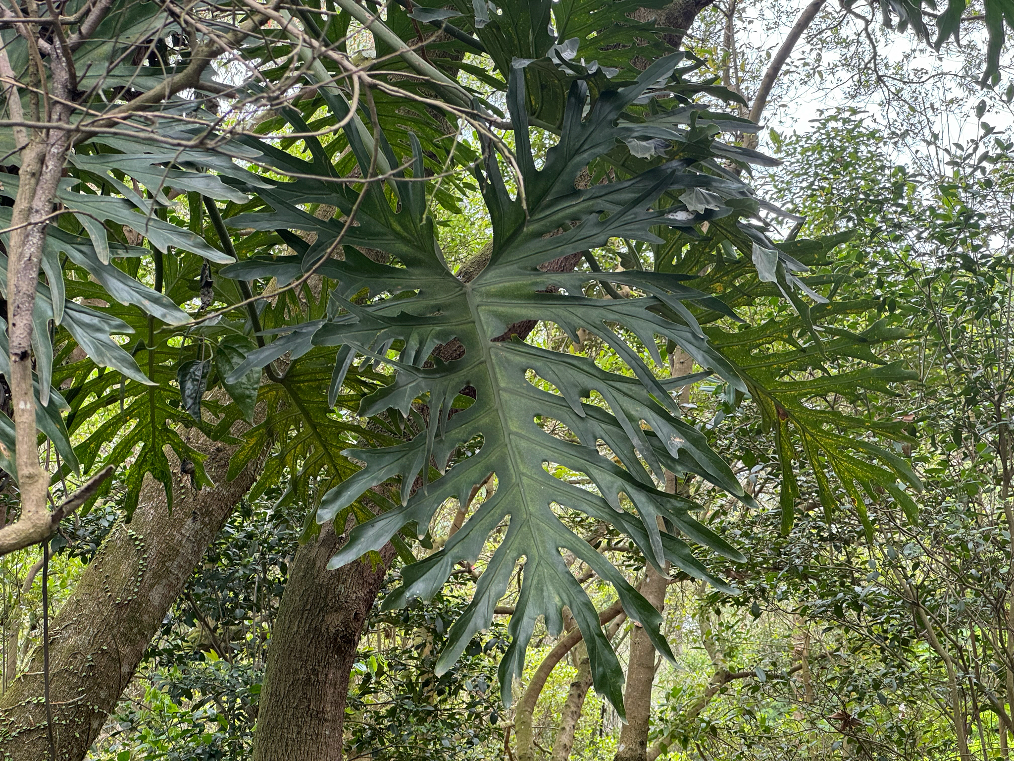 Thaumatophyllum bipinnatifidum
