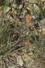 Castilleja elata
