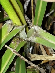 Austroderia splendens