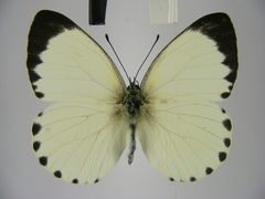 Appias phaola intermedia