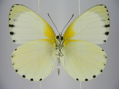 Appias phaola intermedia