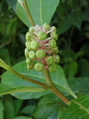 Phytolacca japonica