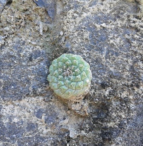 Strombocactus disciformis