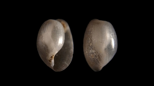 Southern Bubble-shell
