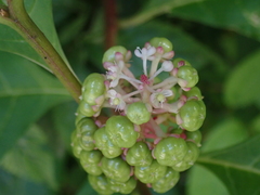 Phytolacca japonica