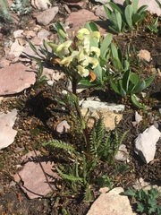 Pedicularis parryi