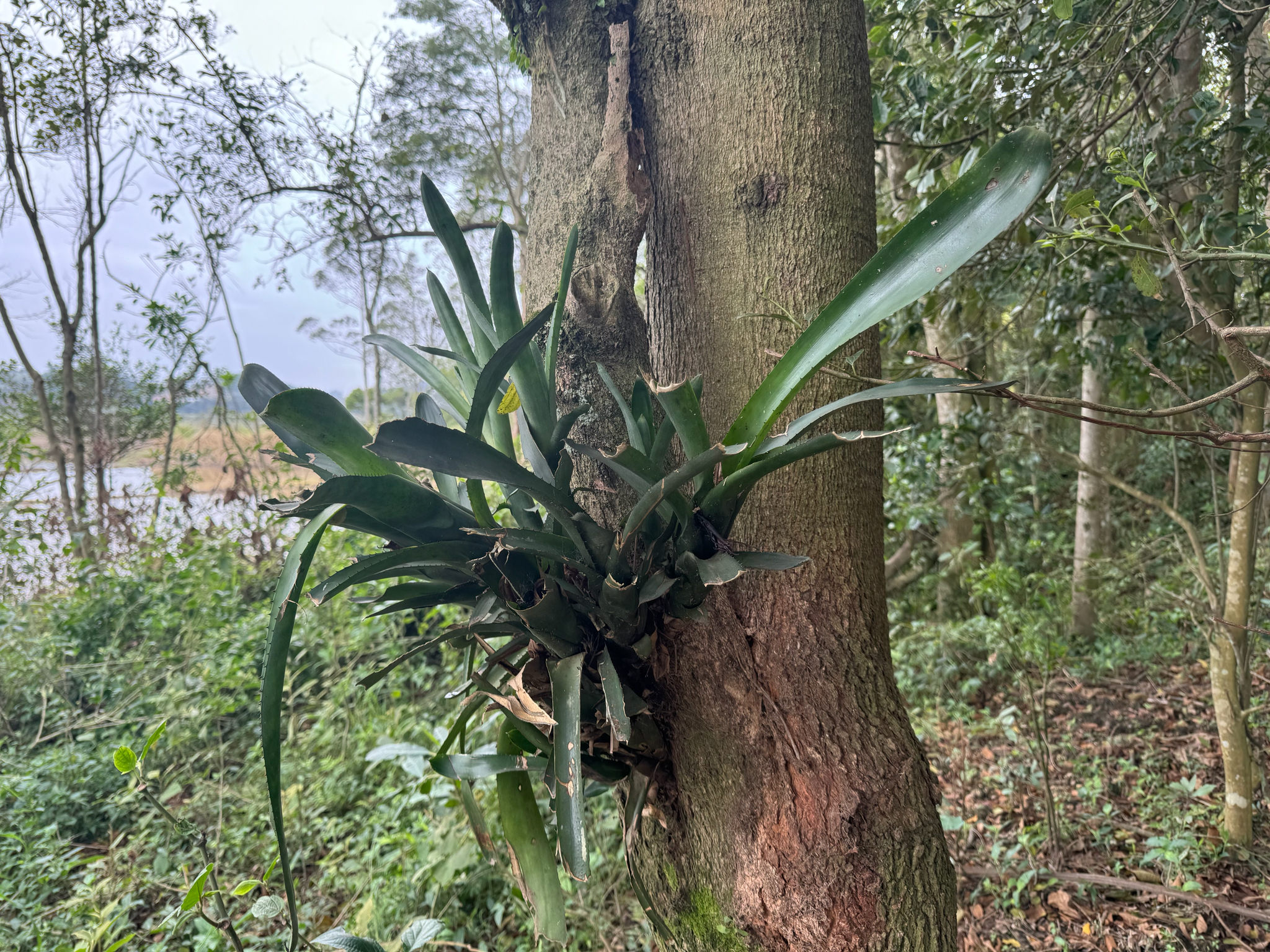 Aechmea nudicaulis