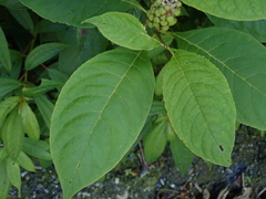 Phytolacca japonica