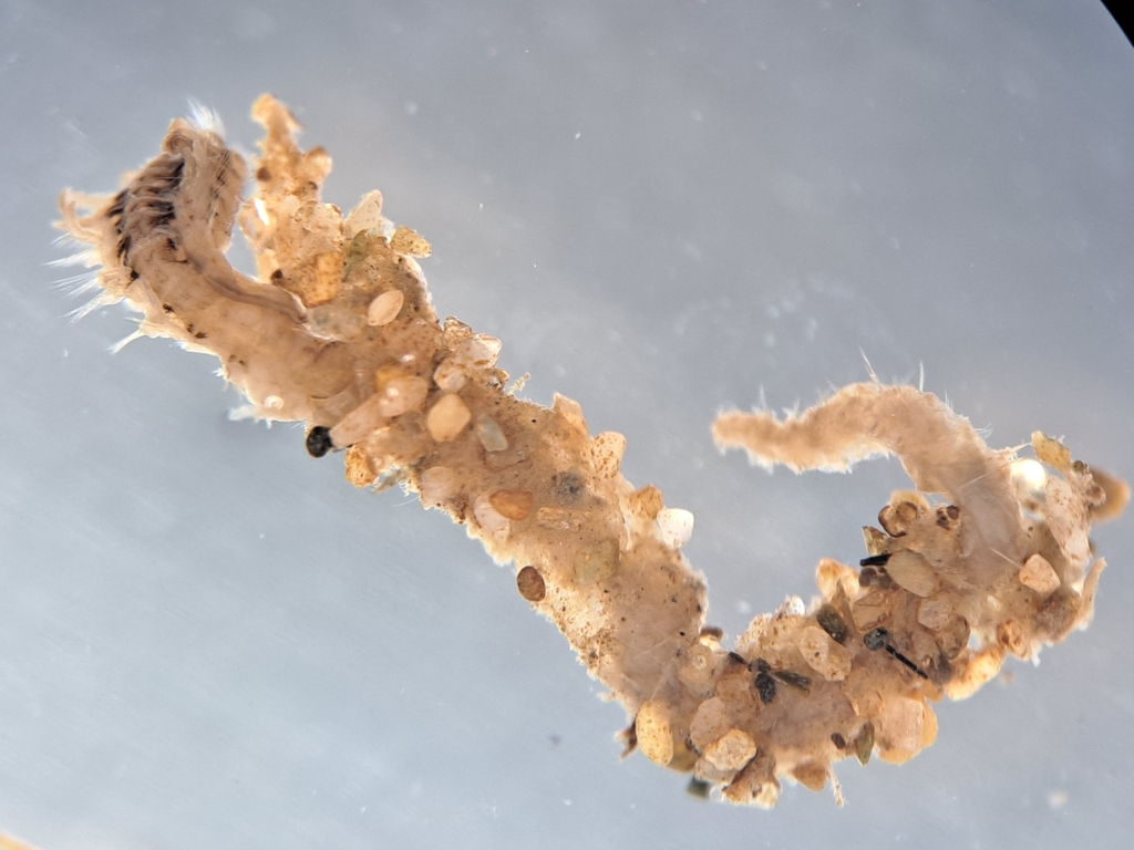 Bristleworm