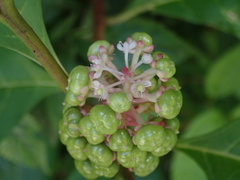 Phytolacca japonica