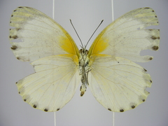 Appias phaola intermedia