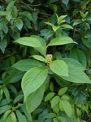 Phytolacca japonica