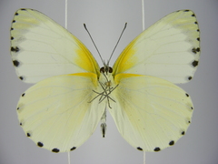 Appias phaola intermedia