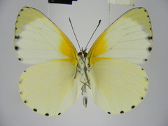 Appias phaola intermedia