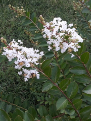 Lagerstroemia indica
