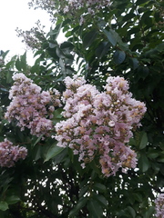 Lagerstroemia indica