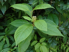 Phytolacca japonica