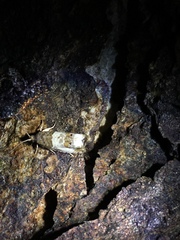 Notocelia rosaecolana