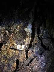 Notocelia rosaecolana