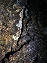 Notocelia rosaecolana