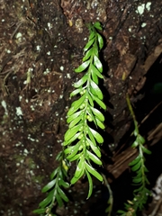 Tmesipteris sigmatifolia