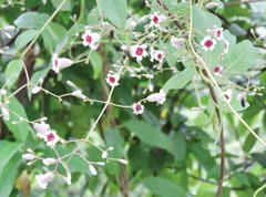 Paederia foetida