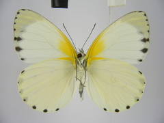 Appias phaola intermedia