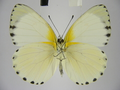 Appias phaola intermedia