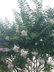 Lagerstroemia indica