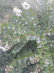 Lagerstroemia indica