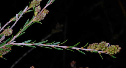 Image of Melaleuca thymoides by (c) Peter Crowcroft, some rights reserved (CC BY)
