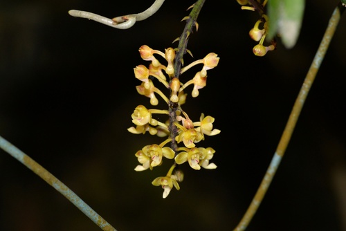 Robiquetia succisa