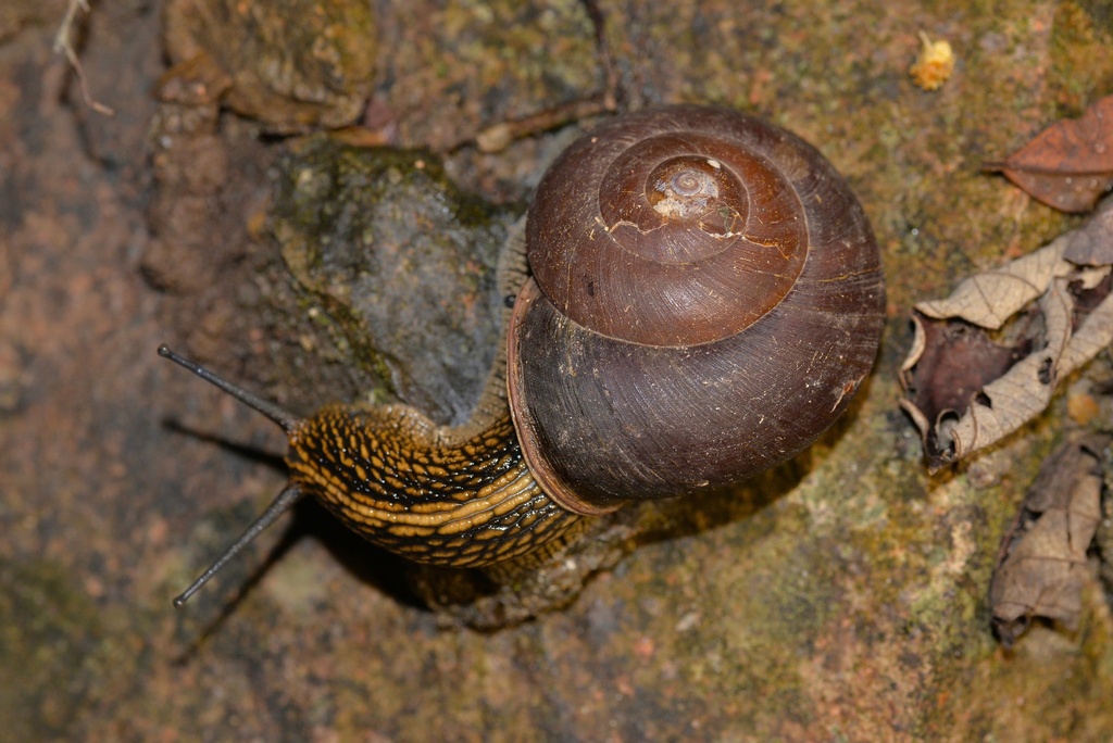 Nesiohelix swinhoei