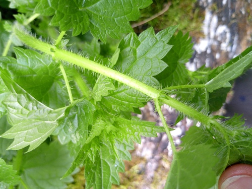 Kievan nettle (Urtica kioviensis)