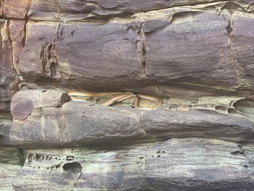 Common Tree Snake sighting