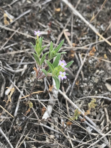 Collomia linearis iNat (3)