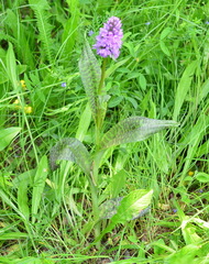 Dactylorhiza sibirica