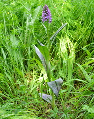 Dactylorhiza sibirica